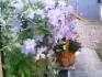 clematis