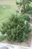 Pinus banksiana West Lake