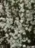Sp.prunifolia