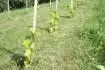 Solaris