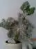 Euphorbia L.cristata