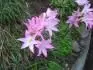 Amaryllis belladonna