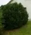 buxus