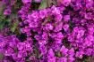 bougainvillea glabra