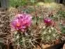 Ferocactus fordii