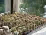 Ferocactusy 4-5 ron semenaiky