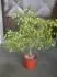 Fortunella Japonica
