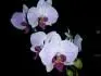 orchidej