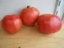Srdcata