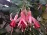 Fuchsie