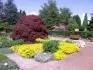 ornatum