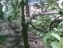 ndoreky na kmeni a konroch Rajky