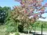 robinia