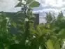 zaroden vrblik Aprimiry: 13.5.2012