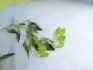 Vodn rostlina 