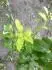Hrue