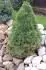 Picea glauca conica