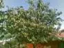 17.6.2012, vpravo dozret Kordia