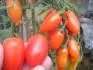 Mini San Marzano - rozdl mezi plody z rostliny v zemi (v ruce) a v kvtini