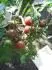 Black cherry