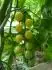 White Cherry