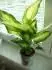 rostlina2