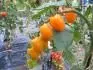 Orange Santa