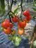 Tomatoberry Garden