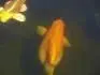 nemocn koi ??