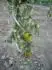 Green Grape