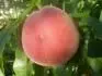 Cresthaven (29.8. 2012)