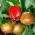 SUPREME PLUOT