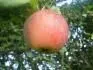 Matino (16.9. 2012)
