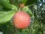 Matino (18.9. 2012)