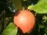 Matino (18.9. 2012)