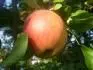 Matino (18.9. 2012)