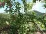Huka natepena do Jablone