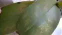 skvrny