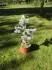 Picea Glauca Ricmanice