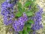 Duranta repens