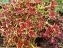 Coleus kopiva