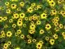 Rudbeckia Triloba