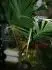Cocos nucifera