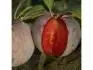 DAPPLE DANDY