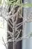 Ficus neriifolia