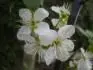 Amers
