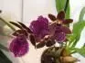 Zygopetalum