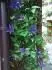 Clematis