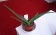 aloe