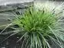 Sesleria